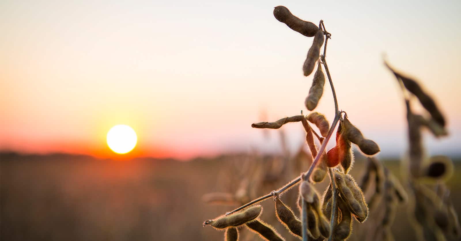 soybean plant at sunset