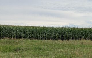 A green cornfield in Nebraska with a cloudy sky overhead