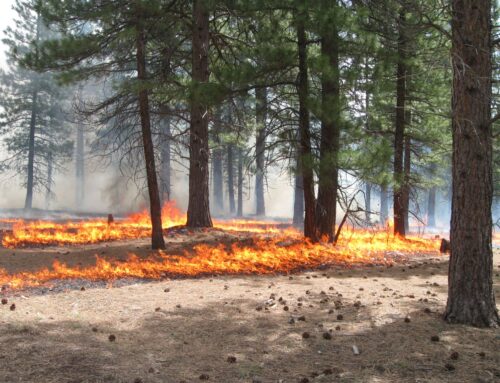 Wildfire Policy & Spending in the Farm Bill Forestry Title