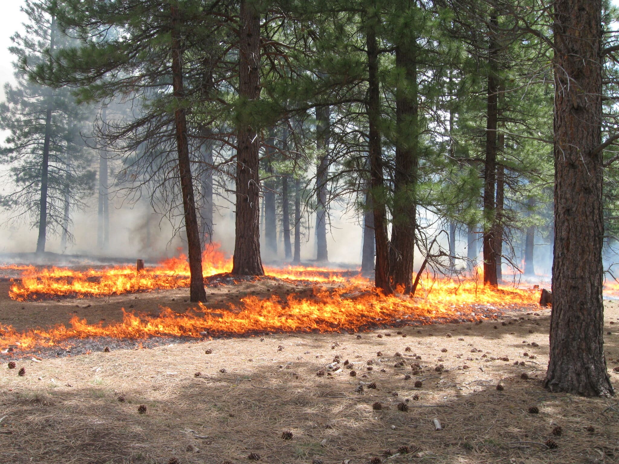 A prescribed burn in a forest