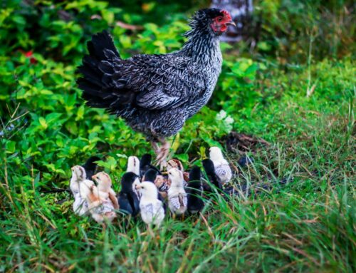 Farm Bill Chicken Littles