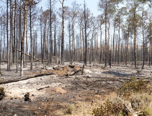 GAO Calls on FEMA to Improve Post-Wildfire Mitigation