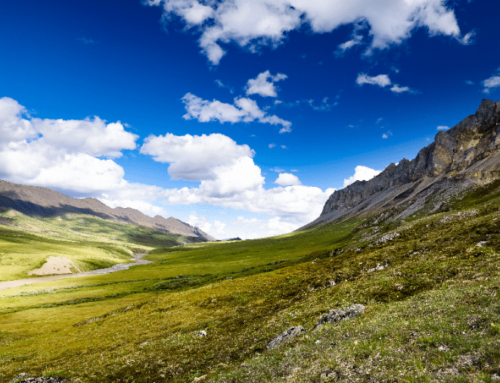 No Industry Interest in Second Oil & Gas Lease Sale in the Arctic National Wildlife Refuge